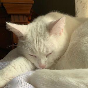 Meet your Posher, Madeline